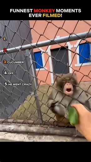 FUNNY AND HILARIOUS MONKEY MOMENTS🙉🤣