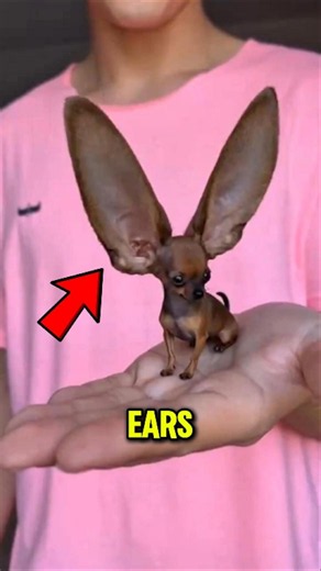 Mind-Blowing Animals With Giant Ears 👂🐾