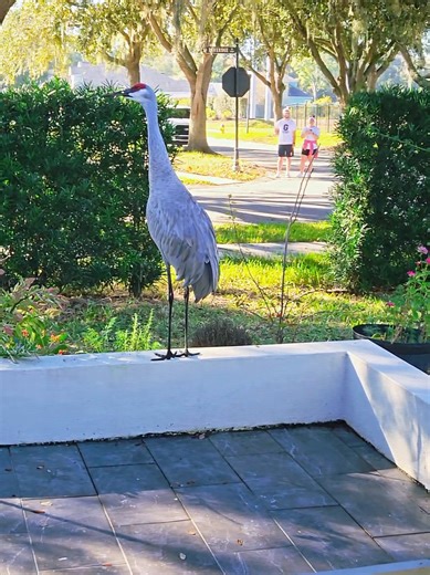 It looks like I've got a new security guard and alarm system at my house. #bird #floridabirds #animals #nature #cranes