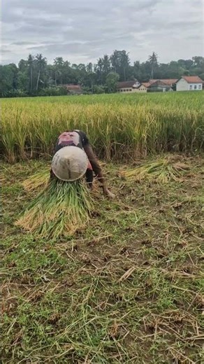 Smart process of caring for and harvesting rice -Agriculture farming #shorts