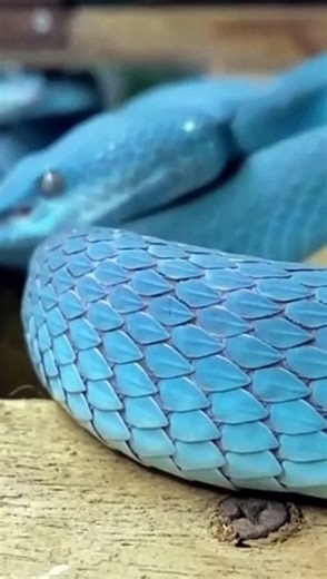 Blue cobra: the rarest type of cobra in the world!
