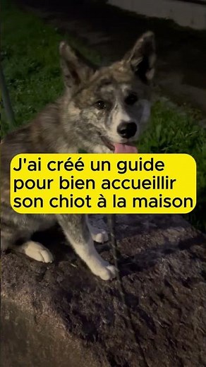 Guide pour bien commencer sa vie aux côtés de son chiot 🐶