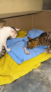 Daddy kitten came to see mumma’s first born kitten #cat #kitten #catmom #catdad #catlover #streetcat #catfamily | Andaman Baby