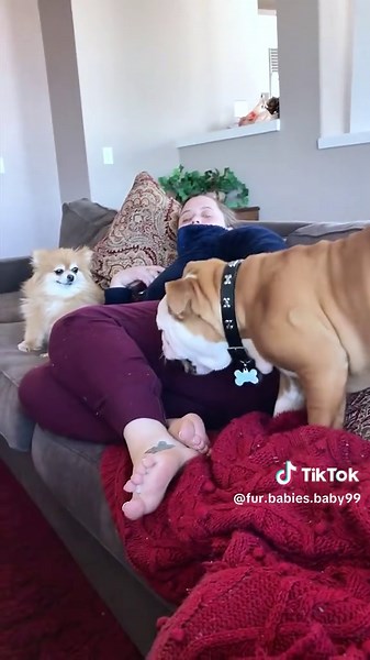 Ultimate Dog Disaster: Hilarious Moments with Dogs