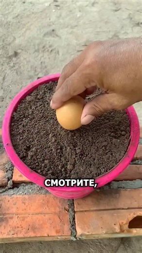 Ганя Агро on Instagram: "Смотрите простой лайфхак как вырастить аннону #сад #огород #аннона #рассада #растения"