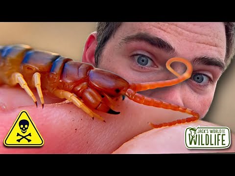 How DANGEROUS Is The BITE Of The DESERT CENTIPEDE?