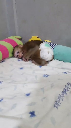 8.6K views · 171 reactions | #monkeys #monkeyface #monkeyforest #babymonkey #monkeyingaround #monkeylove #monkeyisland #monkeytemple #monkeyking #monkeyshoulder #animal #wildlife #wild #animallovers #monkeystyle #monkeyswing #cuteanimal #babymonkeypet | Monkey familys | Facebook