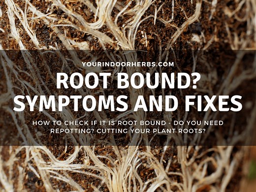 Root Bound Symptoms in Plants and How To Fix it (With Pictures) | Your Indoor Herbs and Garden