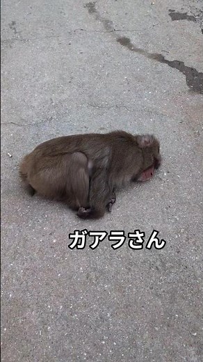#monkey 淡モンの日常 #淡路島モンキーセンター