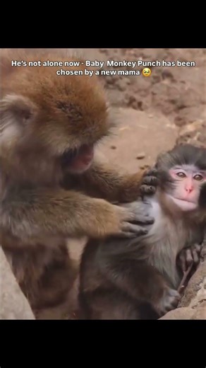 baby punch is no longer alone he’s been chosen by a new mom 🥹