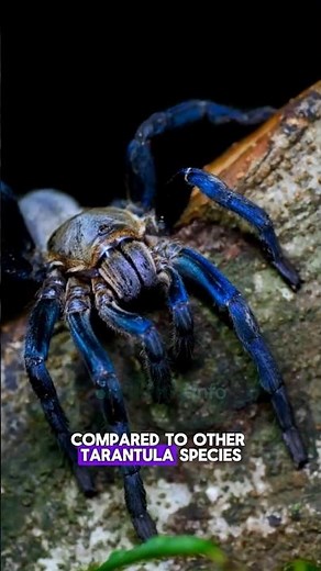 The Stunning Electric Blue Tarantula – Nature's Hidden Gem! #shorts