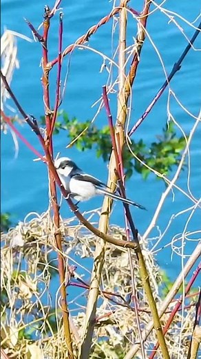 エナガの鳴き声【野鳥の鳴き声図鑑】