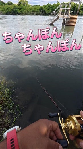 June 8, 2026. The water level is still high! Black bass fishing in the Uji River! #fishing #fishi...