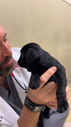 54K views · 3.2K reactions | Pug life! #drtom #veterinarian #dog #puppyoftheday #dogdoffacebook | Thomas Hamilton | Facebook