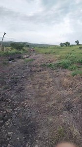 Miren este datsun a10 subiendo al cerro Estos carritos son todo terreno #seguidores #classicjapanesecars #datsun | Pasion por los "Datsun"