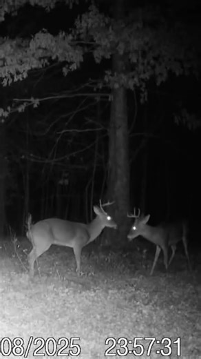 Little post rut action #hunting #bowseason #giantdeer #deerhunting #bowhunting #huntingvideos #deer