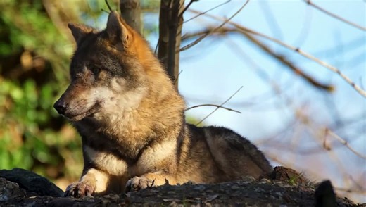 Wolves in Stunning 4K ULTRA HD 60 FPS