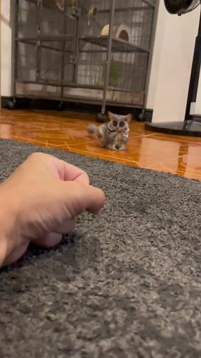 Galagos: Adorable Bushbabies on TikTok