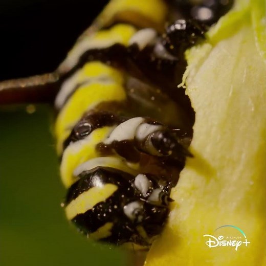 『リアル・バグズ・ライフ：虫たちのぶっ飛び大冒険！』｜Disney+ (ディズニープラス）#Shorts