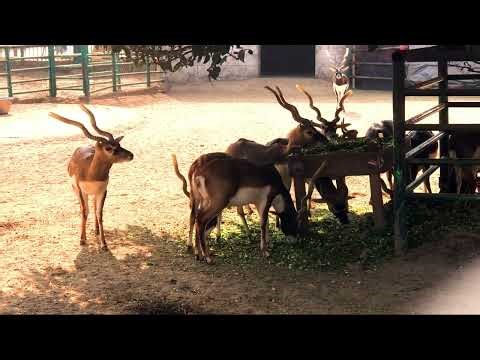 Indian Blackbuck Mating Rituals: A Wild Courtship Display