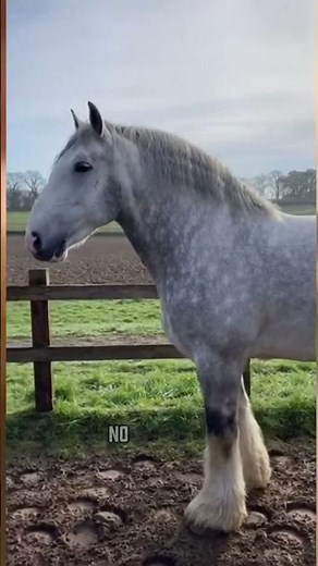 The Percheron, the most powerful horse in the world #reels #animals