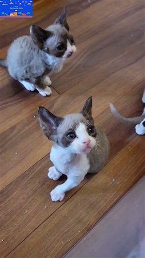 Diese Katze sieht NOCH mehr wie ein Alien aus 👽🐱