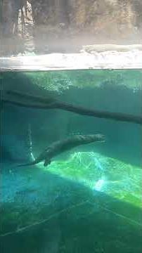 Virginia Aquarium part 3 🦭🐬🐢🦦