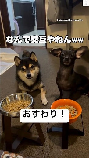 Hilarious! Two dogs taking turns sitting 🐶 #dog #ShibaInu #BlackShiba #Funny #Chiwax
