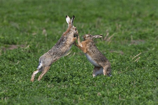 Unusual animal mating rituals: These courtship dances aren't what you'd expect | Discover Wildlife