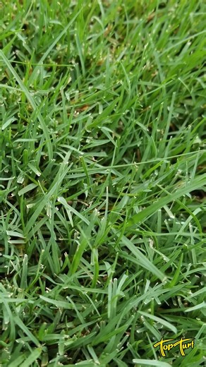 #TopTurf #BermudaGrass #LawnTips #SeedHeads #LawnCare #HealthyLawn | Top Turf Lawn Care and Pest Management