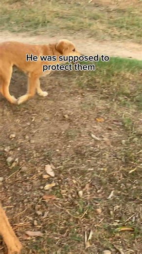 The chicken protector is actually the biggest threat now 👻#shorts #dog