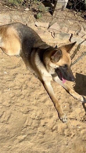 German Shepherd ek silent attacker hota h.long coat female German shepherd dog#germanshepherd #gsd