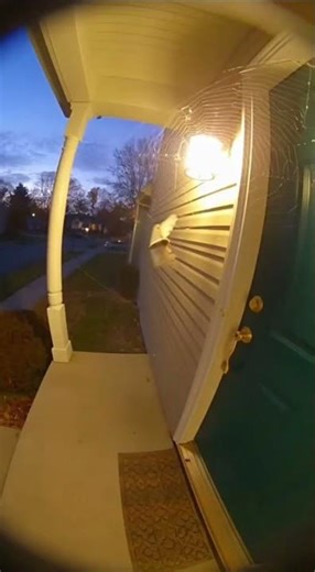 Moth Dive-Tackles Spider Web