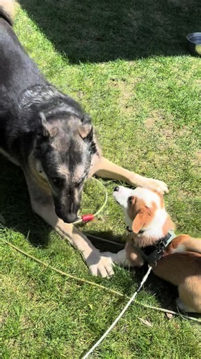 Made a new friend today, everyone, meet Dallas 🐾 . . . . . #corgi #corgipuppy #borgi #corgilove #corgination #corgis #corgistagram #corgisofinstagram #puppy #puppylove #puppiesofinstagram #puppylove #puppyoftheday #puppydog #borgisofinstagram