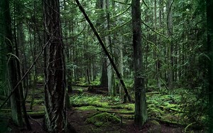 黑暗森林【DeepForest】一起感受原始的气息