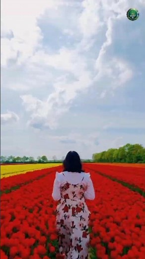 Springtime Magic: A Stunning Walk Through Vibrant Tulip Fields 🌷