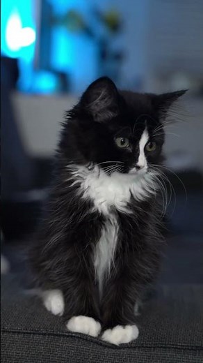 Kittens for Toddlers🐈 Learn about Cats for Kids🐱 Educational Shorts for Children