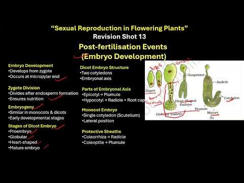 CBSE grade 12 EMBRYO DEVELOPMENT Sexual reproduction in flowering plants 13