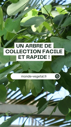 🌸 Un arbre de collection rare en France… et pourtant facile à cultiver.