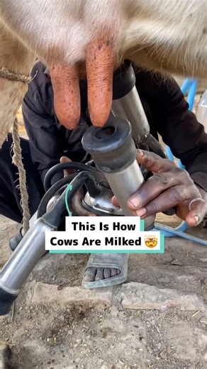 The modern way of milking cows 🐄 🎥 dairyaussie | Craft Factory