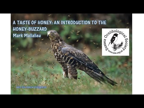 A taste of honey: an introduction to the Honey-buzzard