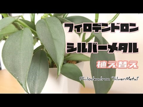 【フィロデンドロン】シルバーメタルの植え替え｜Philodendron 'Silver Metal'｜観葉植物