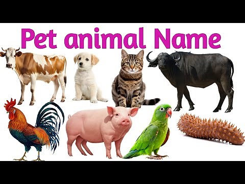Pet Animals Name for Kids | Learn Domestic Animals in English with Pictures & Sounds"