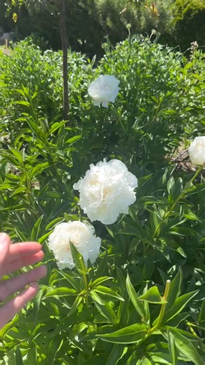 Peonies! Getting the remaining roots planted in tomorrow. Almost. Done. With all my fall planting!! (Besides ranucs). We have some insanely gorgeous peonies we grow and just added more beauties including more ITOH’s which I have found to be so hardy and amazing here. Do you grow peonies in Reno? #peonies | Casa Blanca Flower Farm