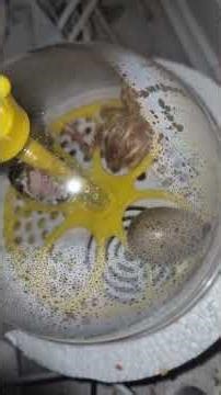 Baby born quail hatching