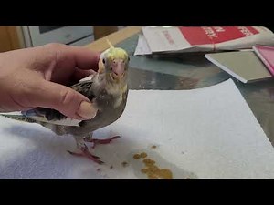 Hand feeding a 4 week old baby Cockatiel