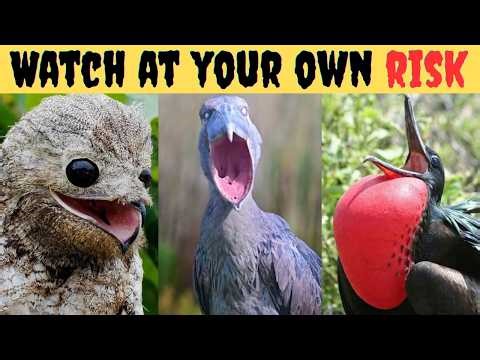 These 12 Bird Sounds Made People Call 911… (Real & Terrifying) 😨
