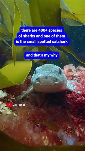 wait… why is this shark so cute?! shark week is now on @discovery with youtube tv 🦈