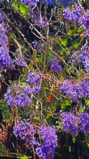 Jacaranda 💜💜💜 Sydney Australia | Australia-Phil