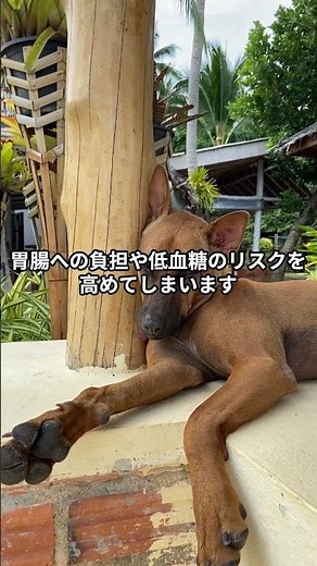 寿命に差が出る！？犬の食事回数と与え方を見直そう